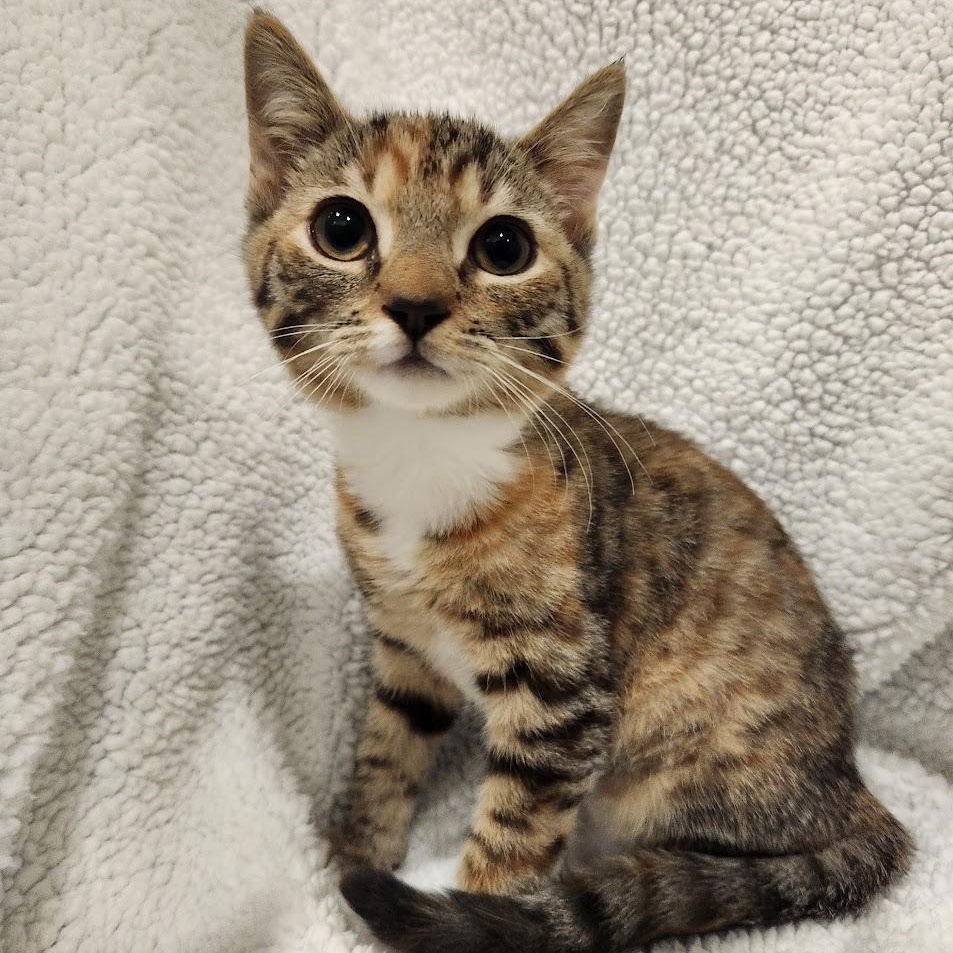 Samba, adopted, Kitten Female Torbie & Domestic Short Hair.