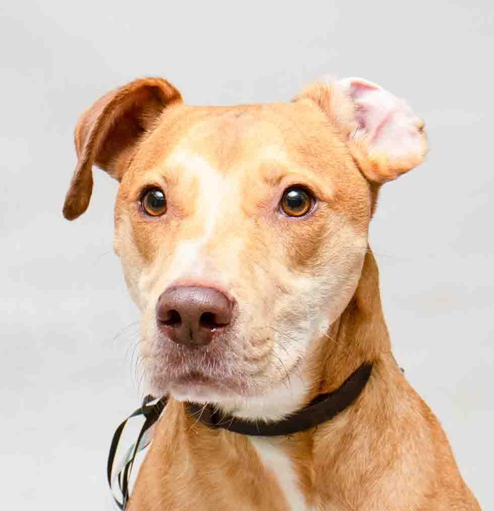 Enlarge Douglas, an adopted mixed breed in Sanford, FL image 1/2