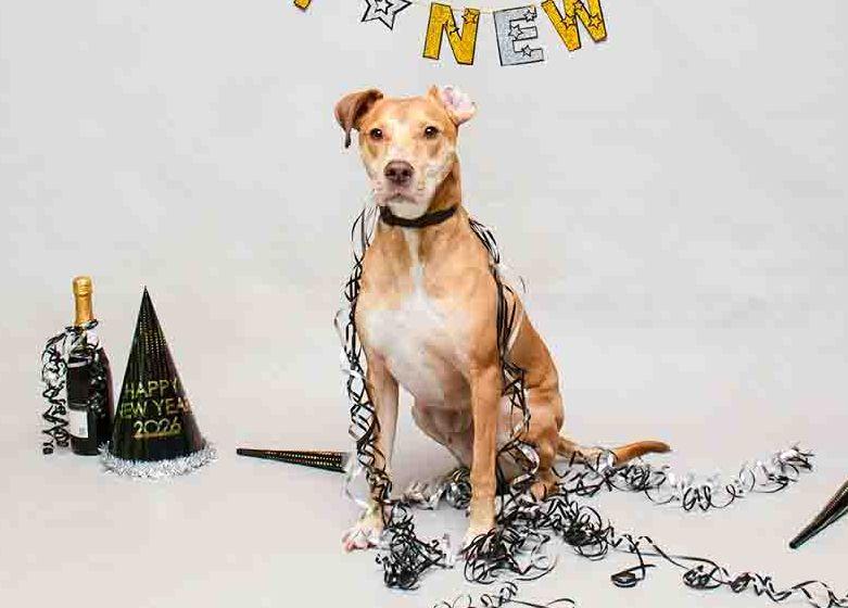 Enlarge Douglas, an adopted mixed breed in Sanford, FL image 2/2