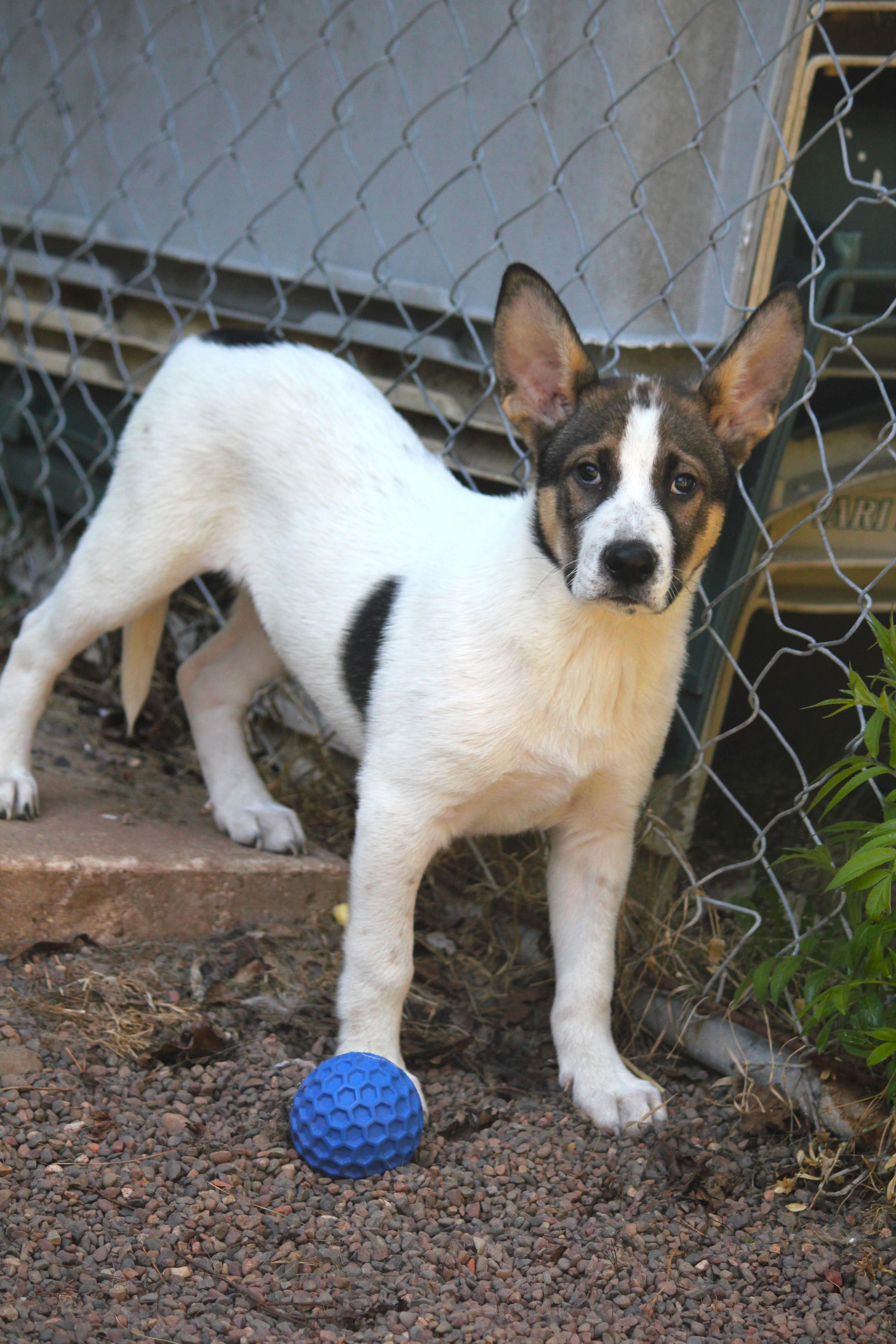 Enlarge Ranger, an adopted mixed breed in Hayward, WI image 1/2
