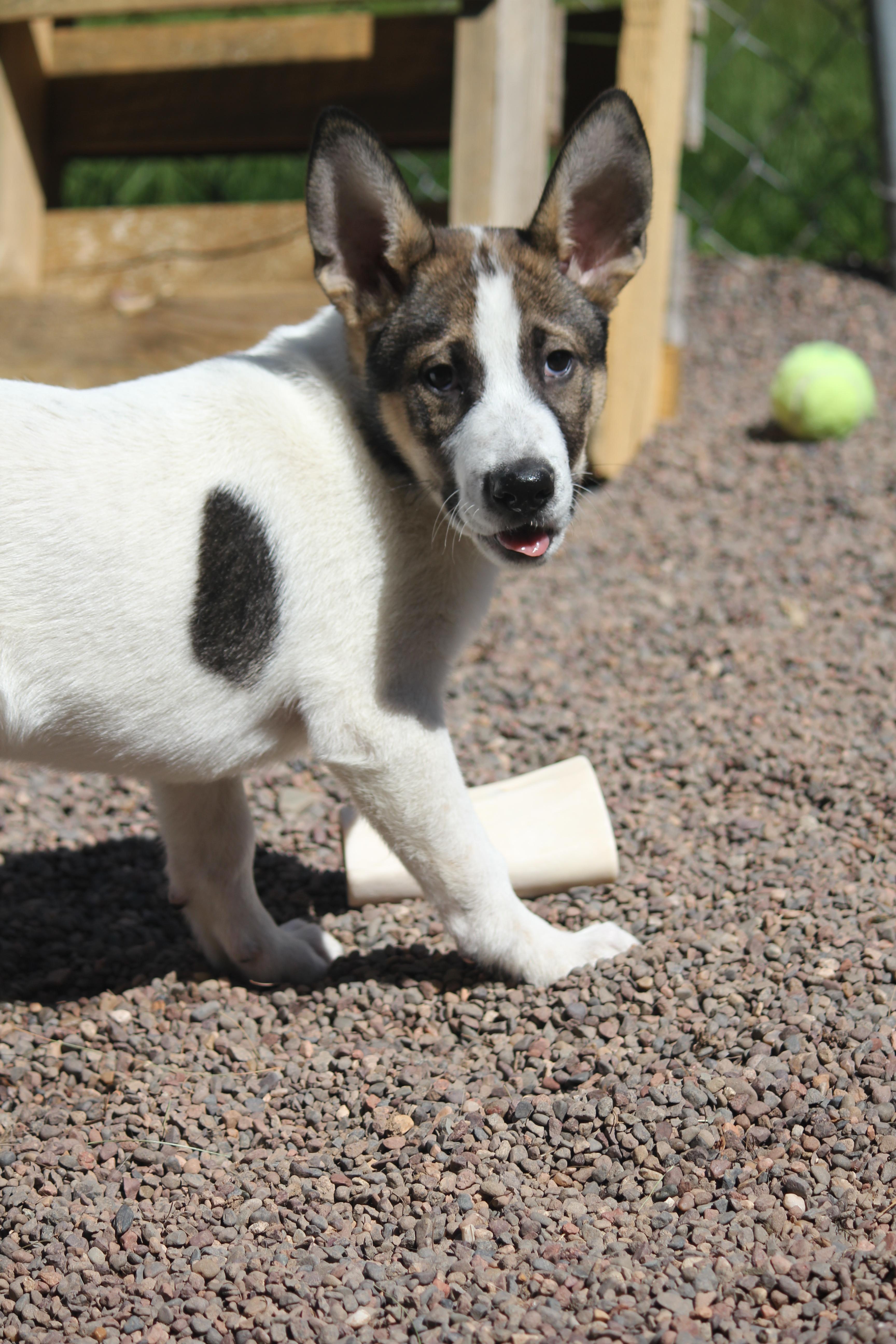 Enlarge Ranger, an adopted mixed breed in Hayward, WI image 2/2