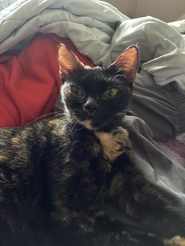 Alluring Andrea, a Adoptable mixed breed in Randolph, MA image 1/5