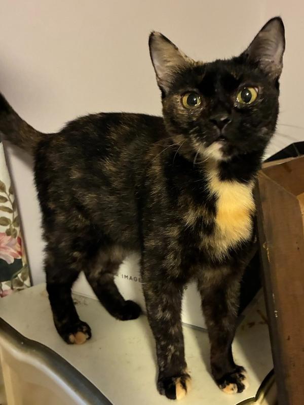 Alluring Andrea, a Adoptable mixed breed in Randolph, MA image 2/5