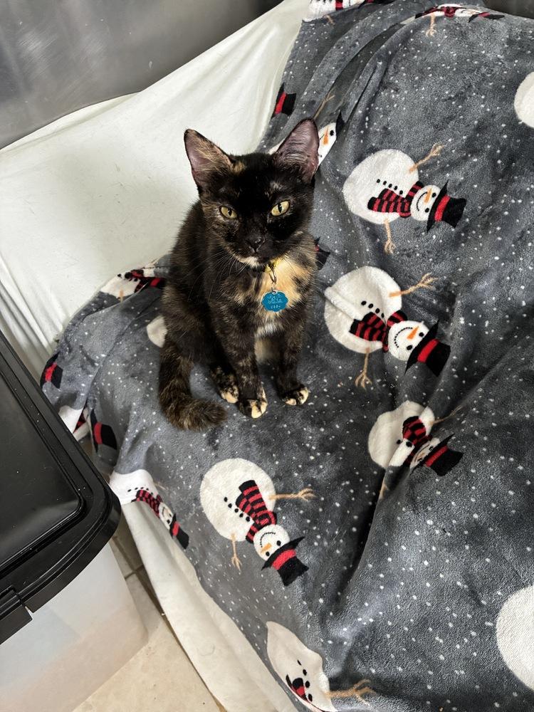 Alluring Andrea, a Adoptable mixed breed in Randolph, MA image 3/5