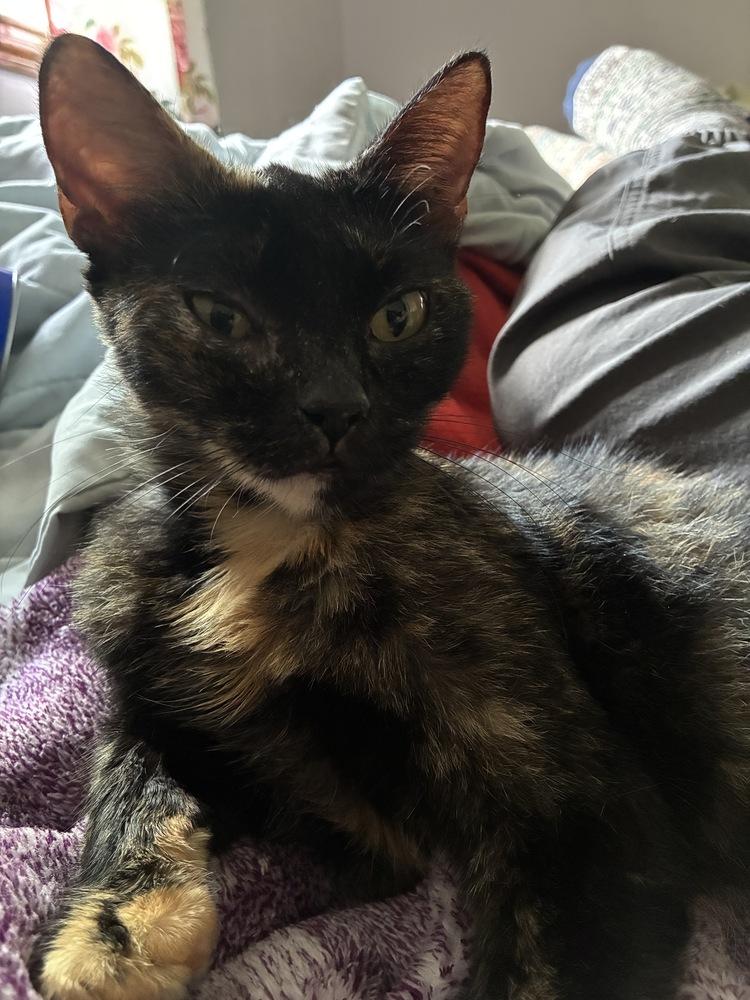 Alluring Andrea, a Adoptable mixed breed in Randolph, MA image 4/5