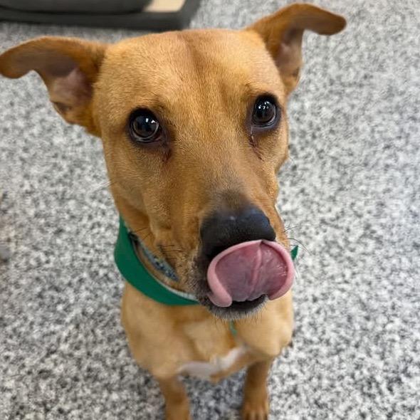 Arlo, Adoptable, Adult Male Mixed Breed.