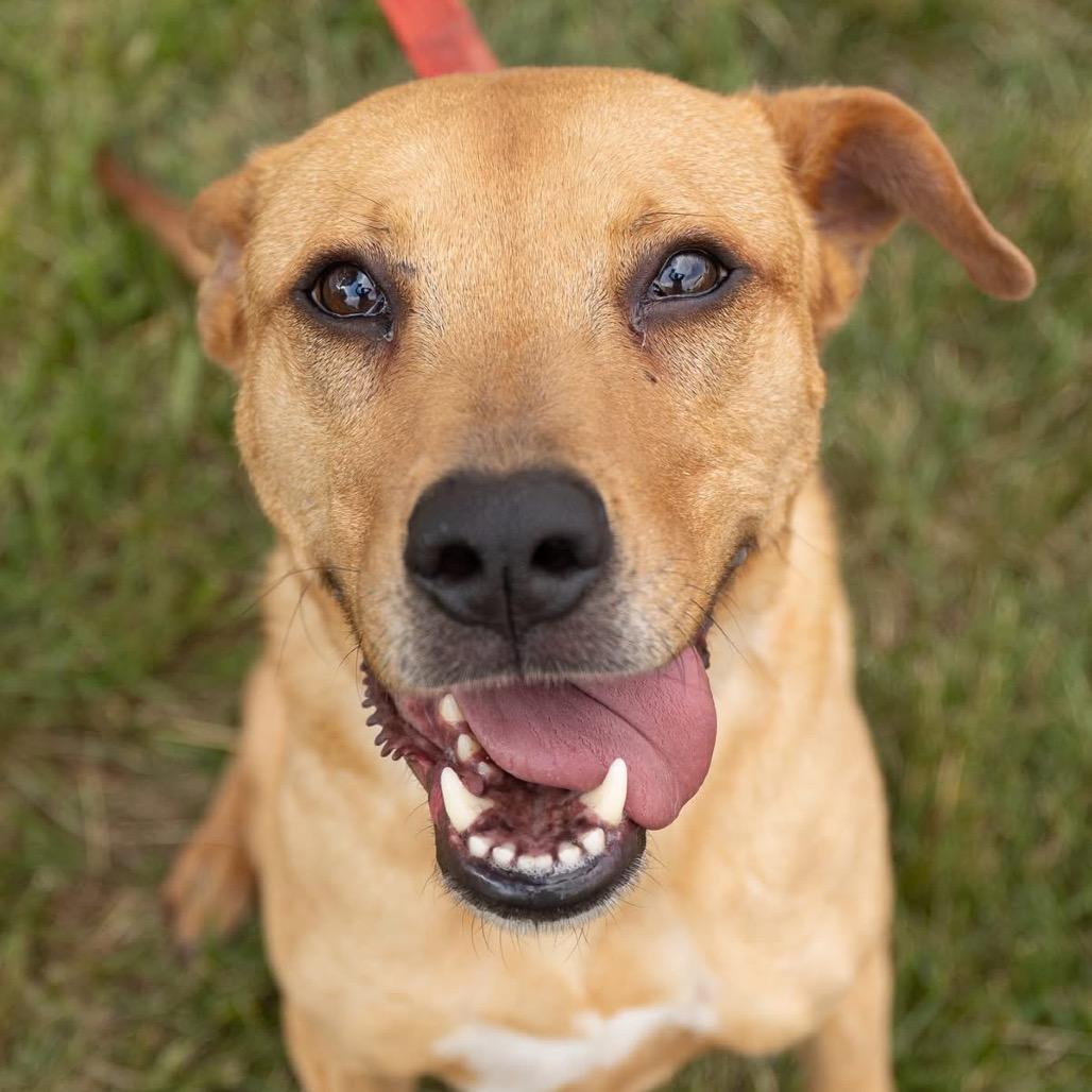 Enlarge Arlo, a Adoptable Mixed Breed in Fredericksburg, VA image 2/3