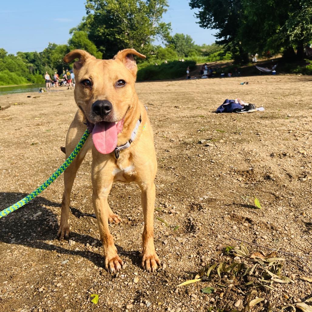 Enlarge Arlo, a Adoptable Mixed Breed in Fredericksburg, VA image 3/3