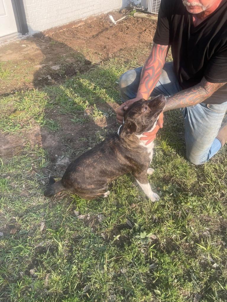 Enlarge Boots, a Adoptable mixed breed in Center, TX image 1/1