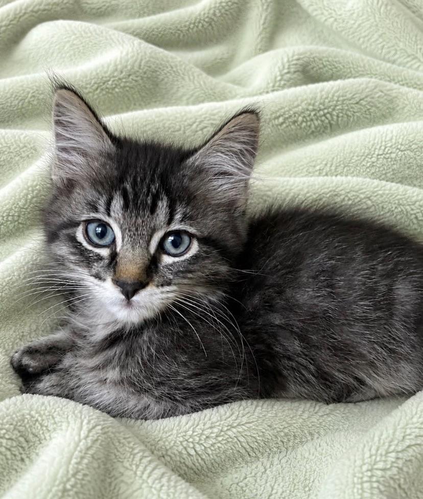 Max, a ADOPTABLE Domestic Long Hair in Bonney Lake, WA image 1/2