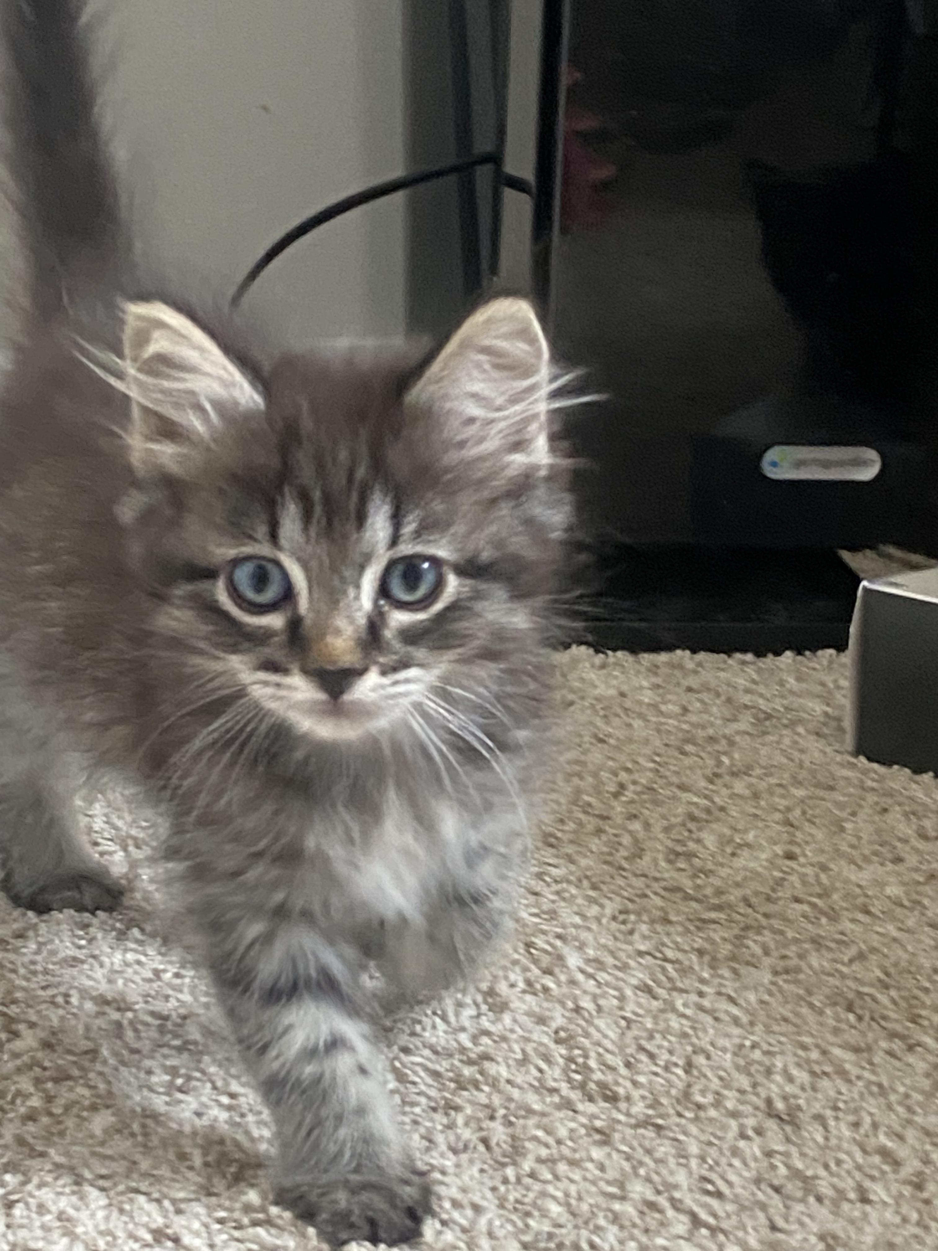 Max, a ADOPTABLE Domestic Long Hair in Bonney Lake, WA image 2/2
