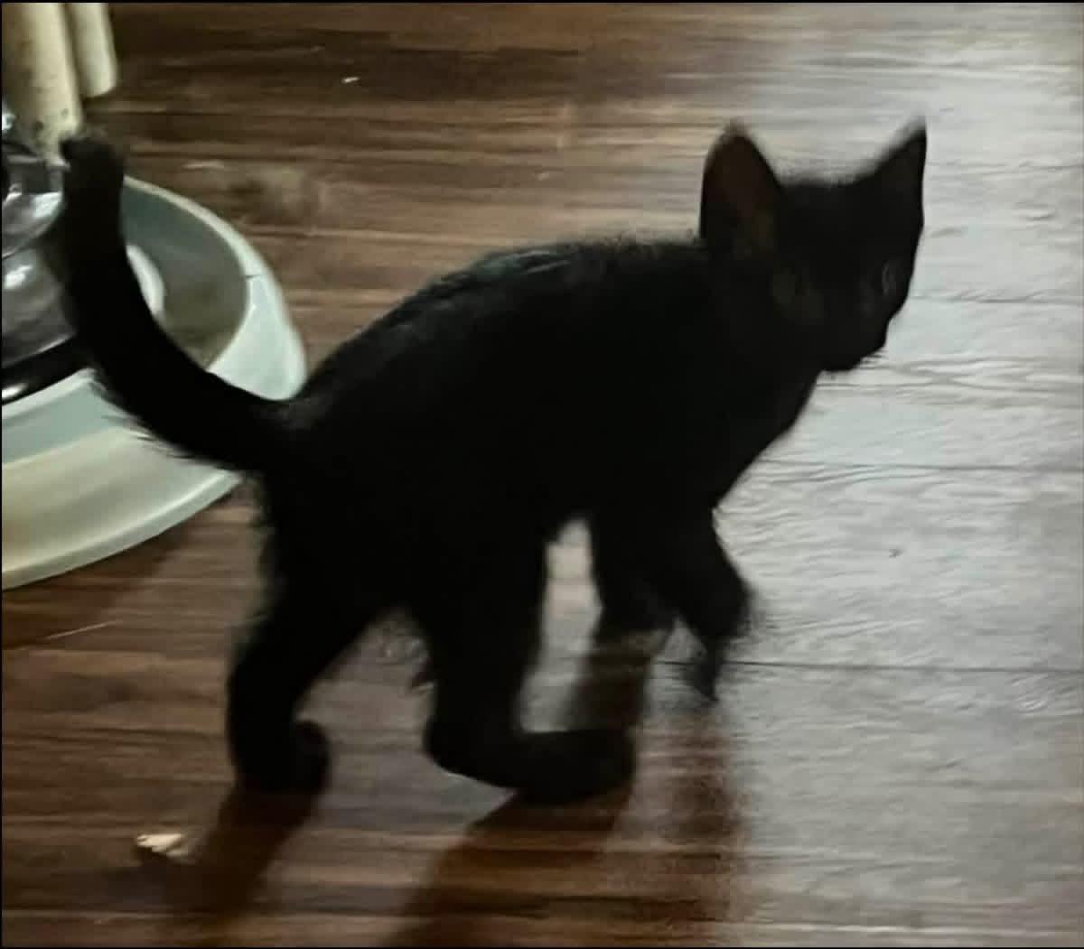 Bonded Pair of Males, a ADOPTABLE Domestic Short Hair in Battle Ground, WA image 6/6