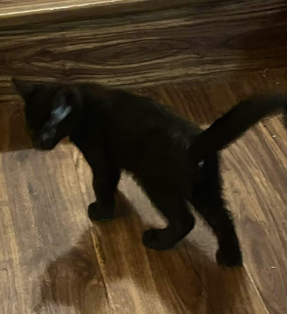 Bonded Pair of Males, a ADOPTABLE Domestic Short Hair in Battle Ground, WA image 5/6