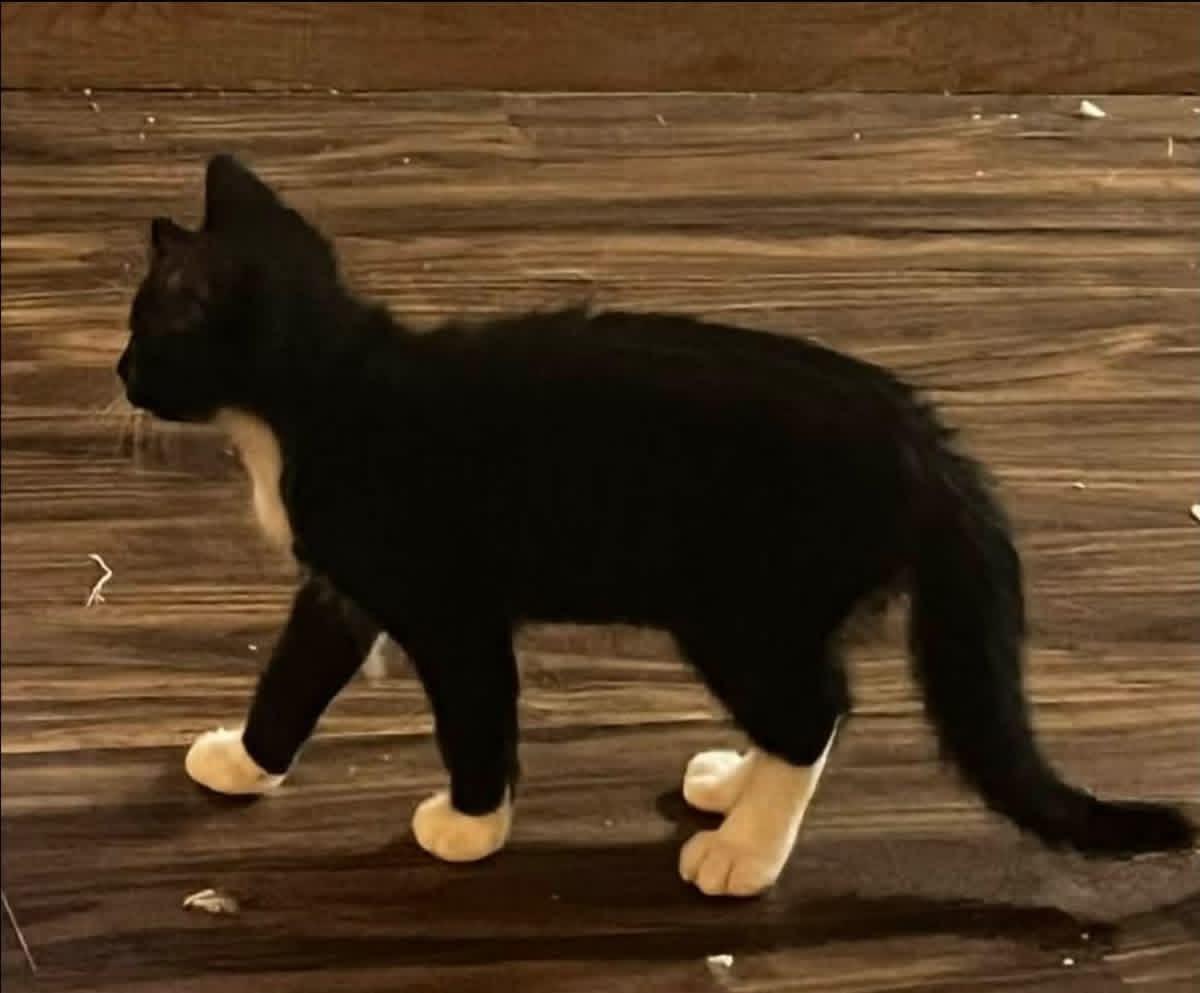 Bonded Pair of Males, a ADOPTABLE Domestic Short Hair in Battle Ground, WA image 2/6