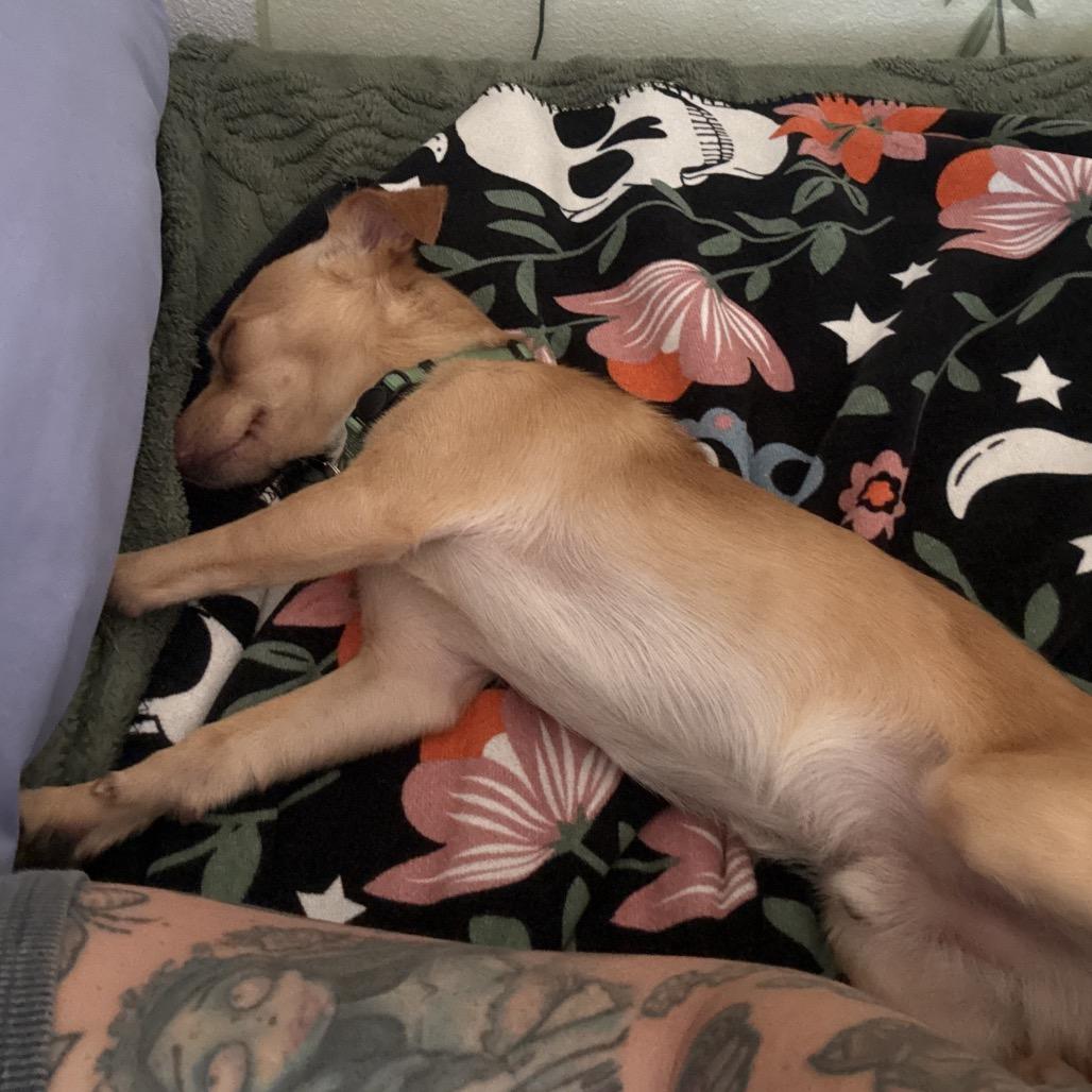 Chippy, Adoptable, Young Male Chihuahua.