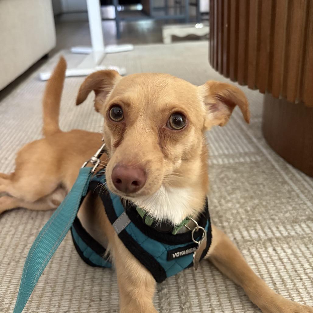 Enlarge Chippy, a Adoptable Chihuahua in Escondido, CA image 3/5
