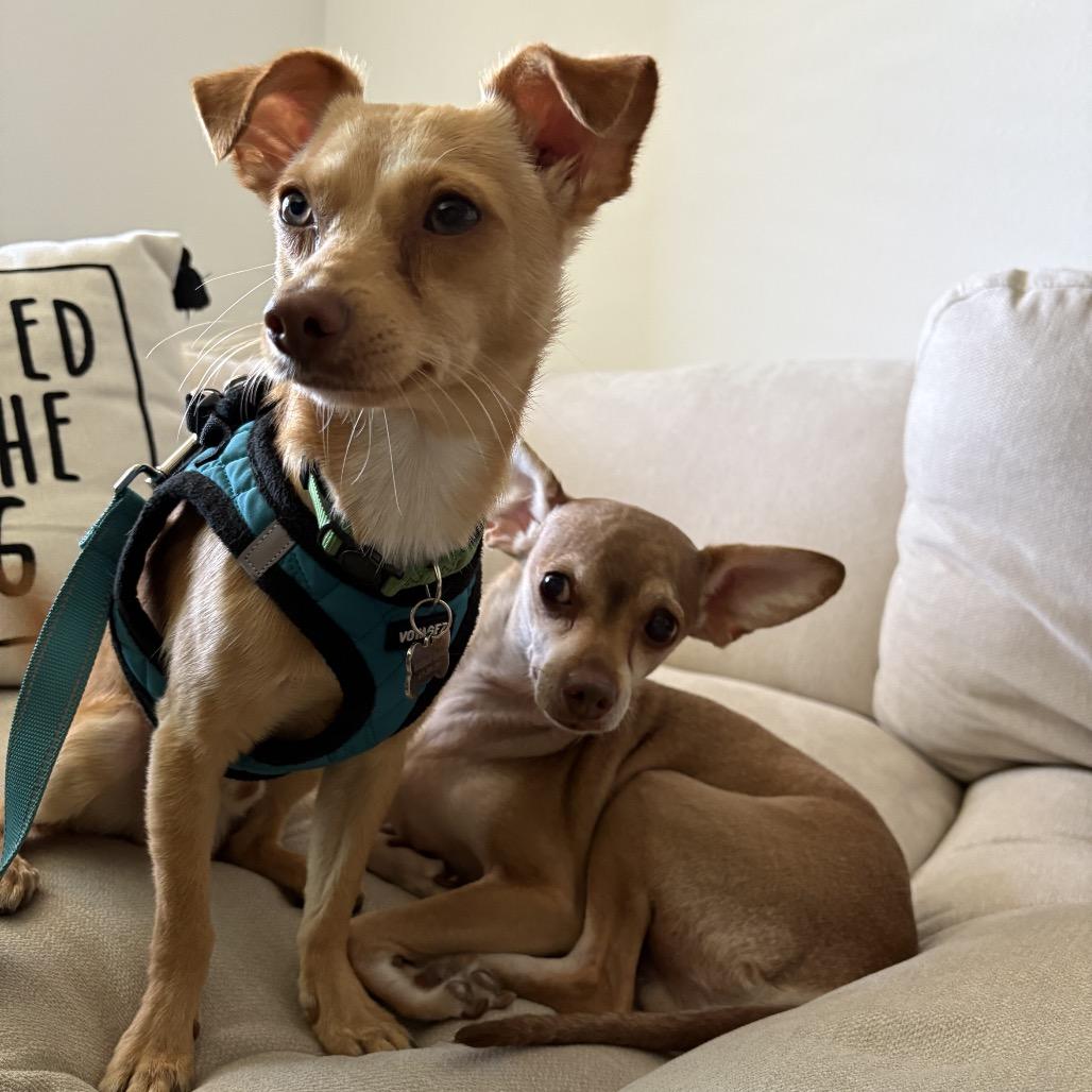 Enlarge Chippy, a Adoptable Chihuahua in Escondido, CA image 4/5