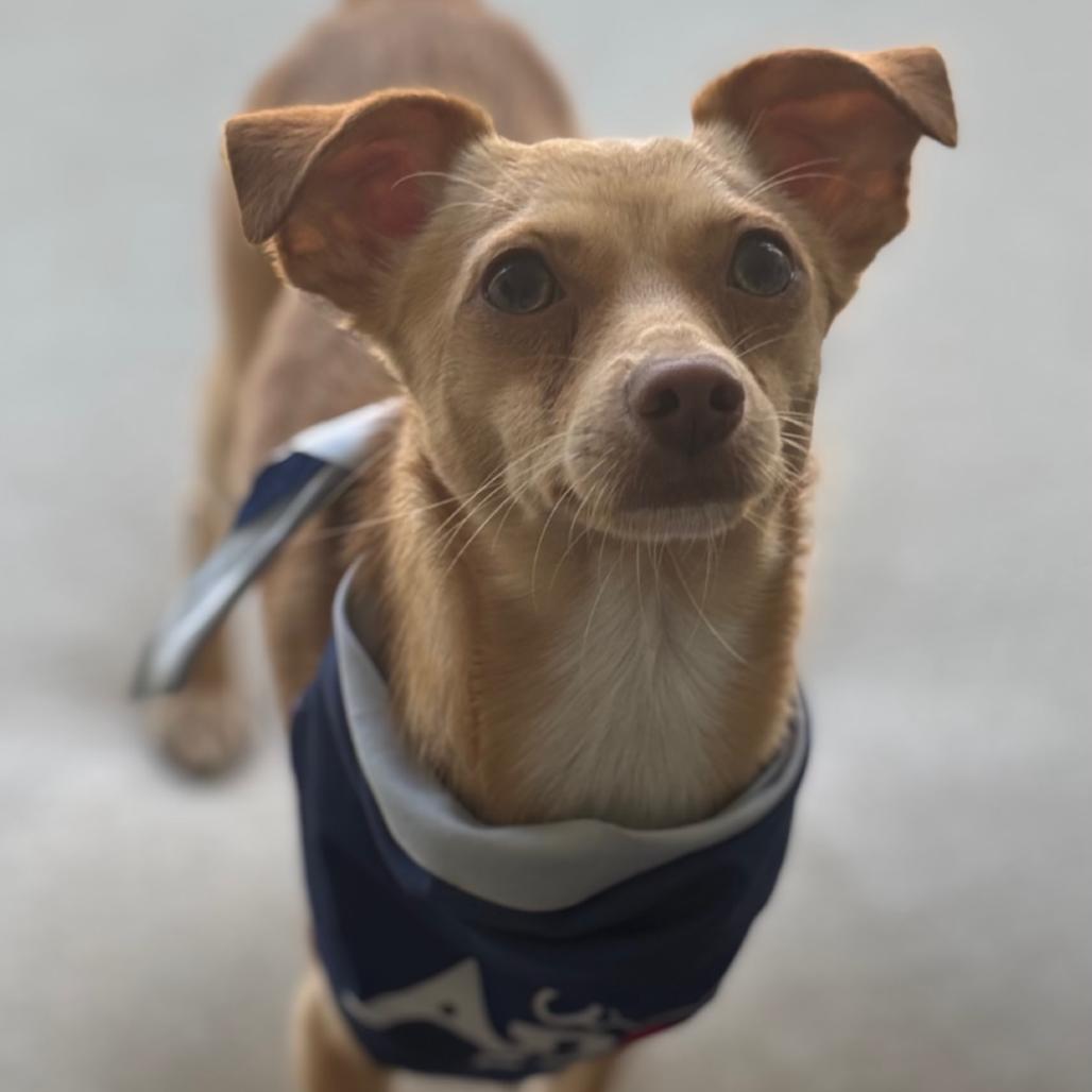 Enlarge Chippy, a Adoptable Chihuahua in Escondido, CA image 5/5