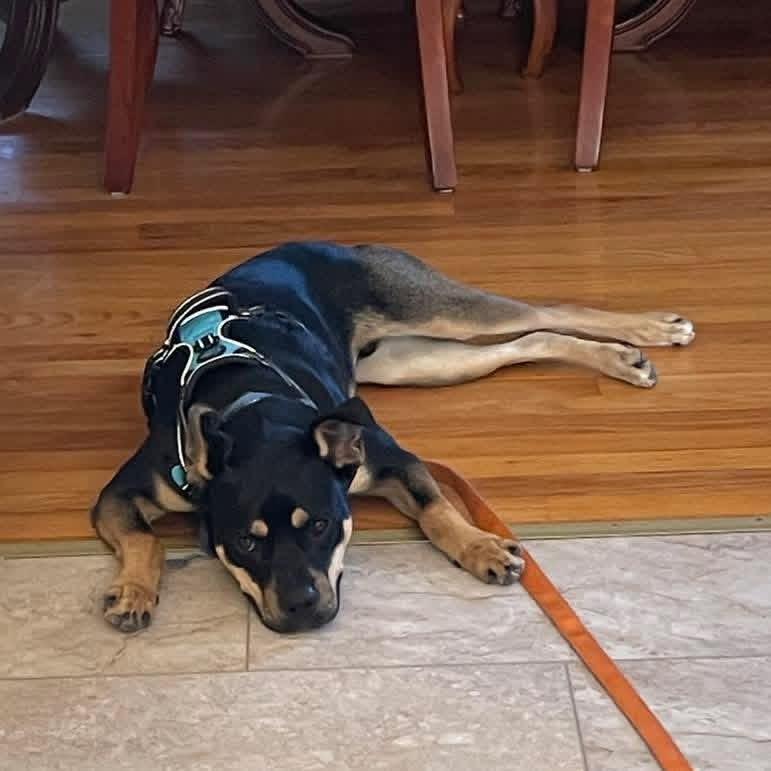 Buko, a Adoptable Mixed Breed in Yaphank, NY image 1/3