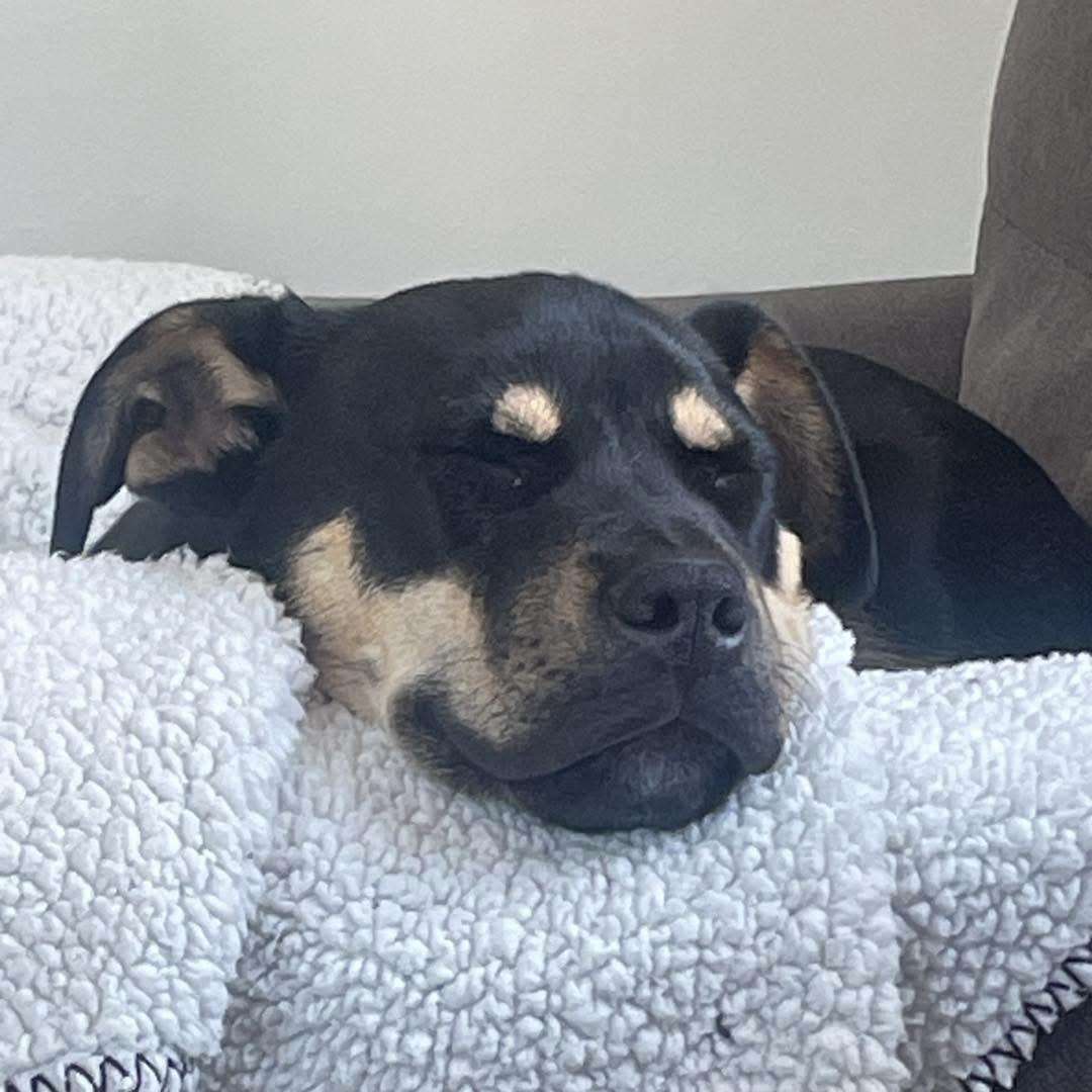 Buko, a Adoptable Mixed Breed in Yaphank, NY image 2/3