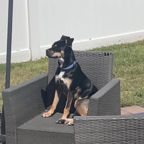 Buko, a Adoptable Mixed Breed in Yaphank, NY image 3/3