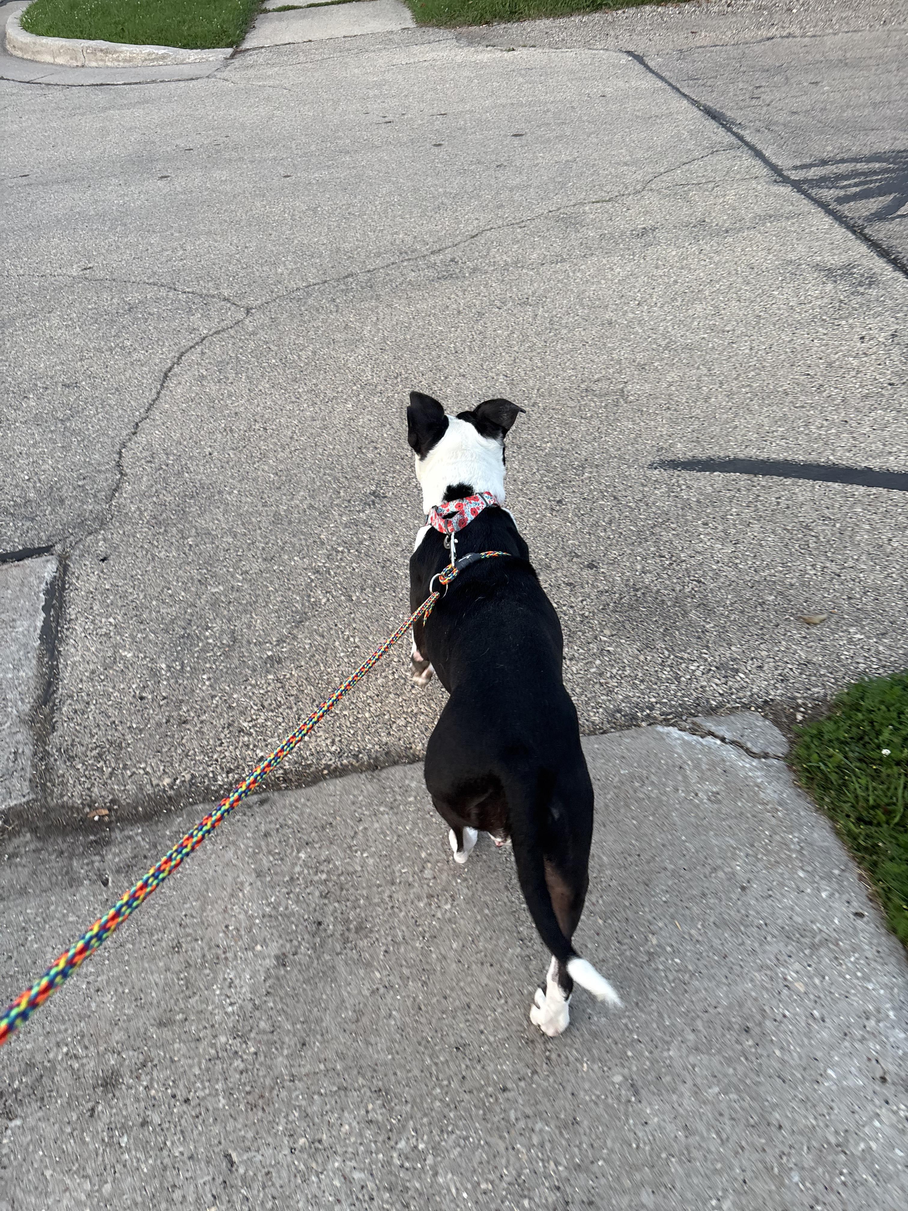 Quinn, Adoptable, Adult Female Pit Bull Terrier.