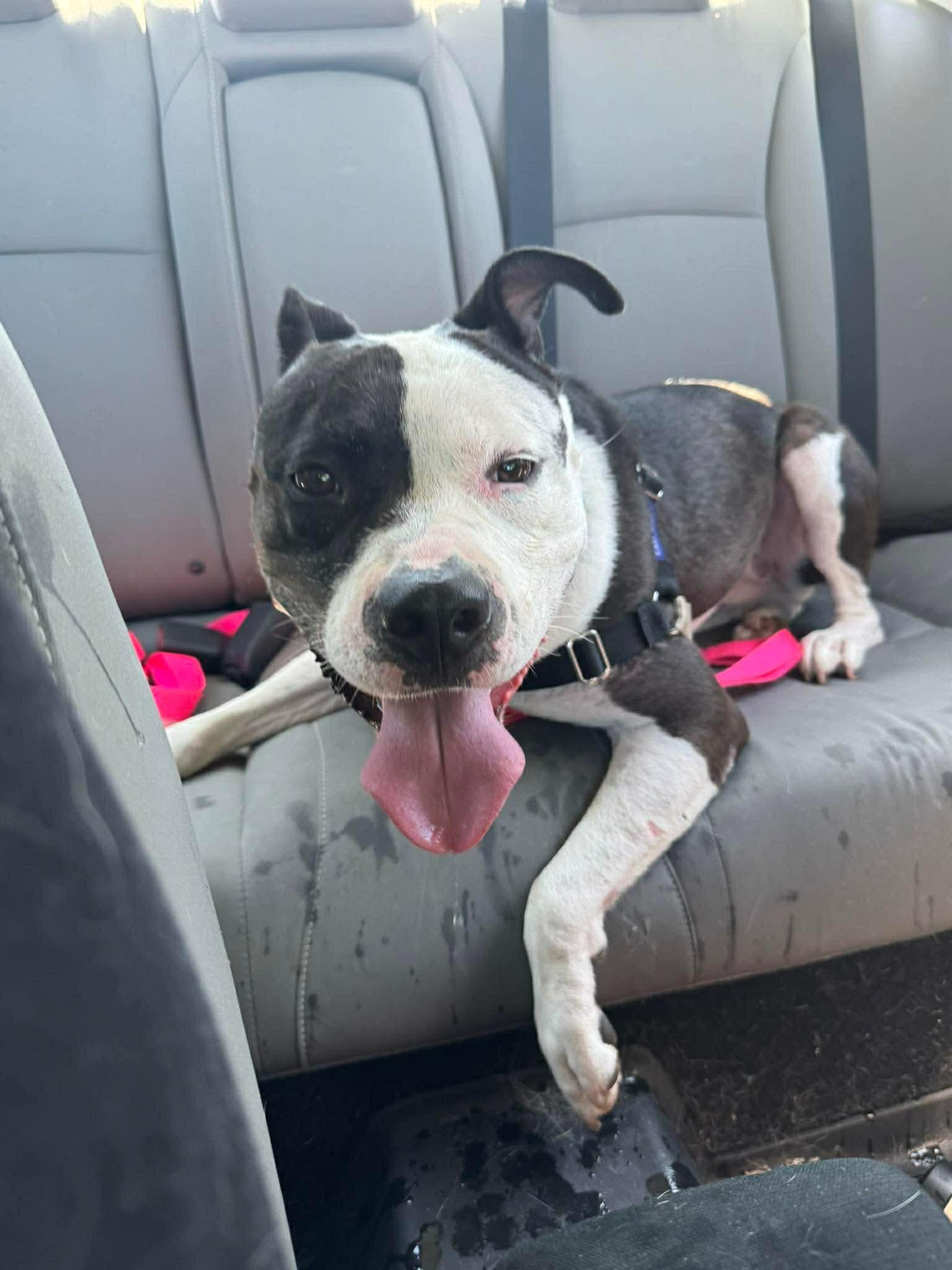 Enlarge Quinn, a Adoptable Pit Bull Terrier in Little Chute, WI image 2/5