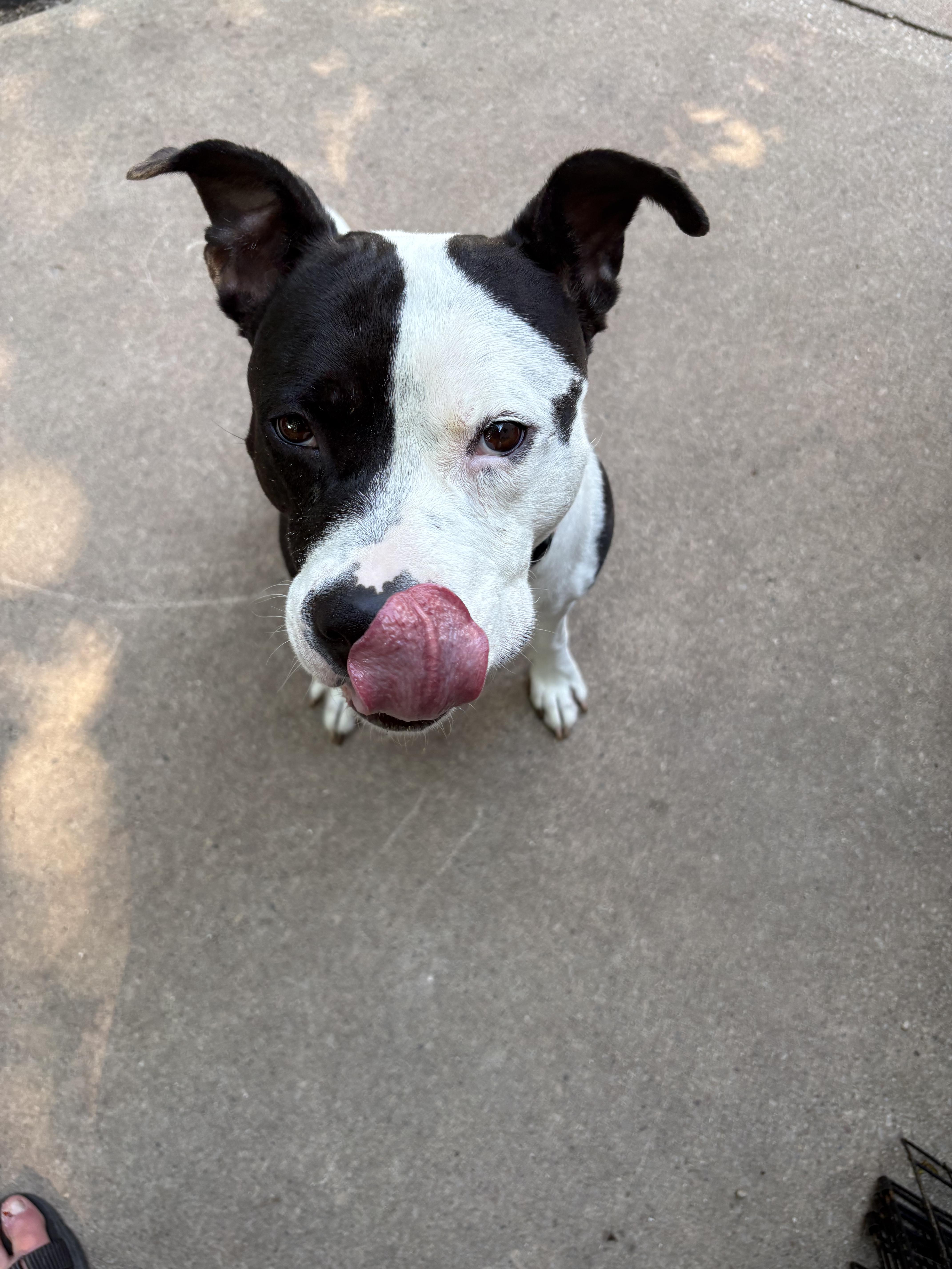 Enlarge Quinn, a Adoptable Pit Bull Terrier in Little Chute, WI image 3/5