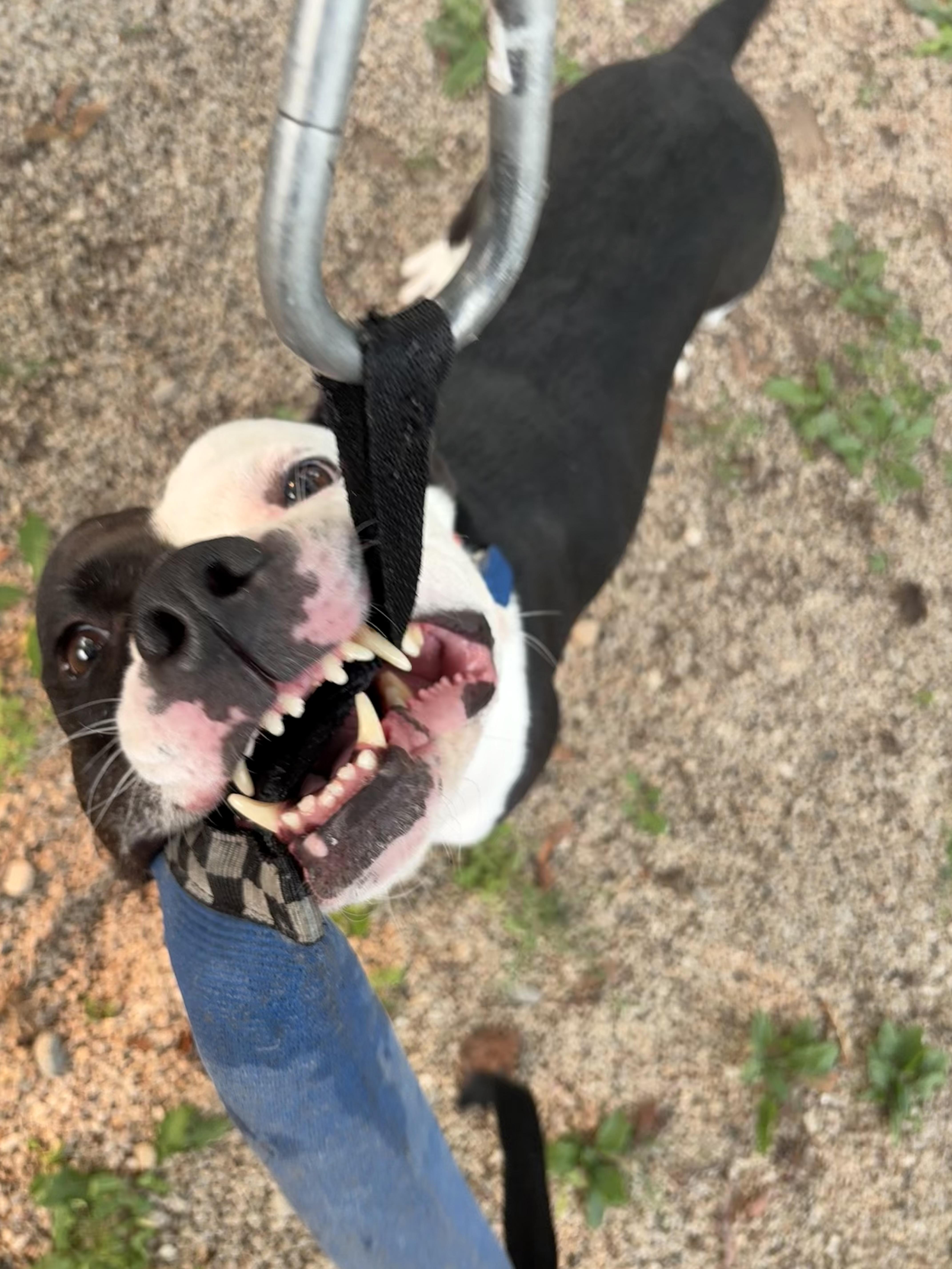 Enlarge Quinn, a Adoptable Pit Bull Terrier in Little Chute, WI image 4/5