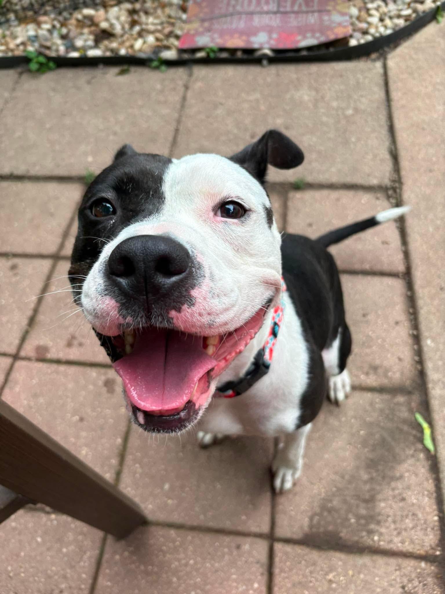 Enlarge Quinn, a Adoptable Pit Bull Terrier in Little Chute, WI image 5/5