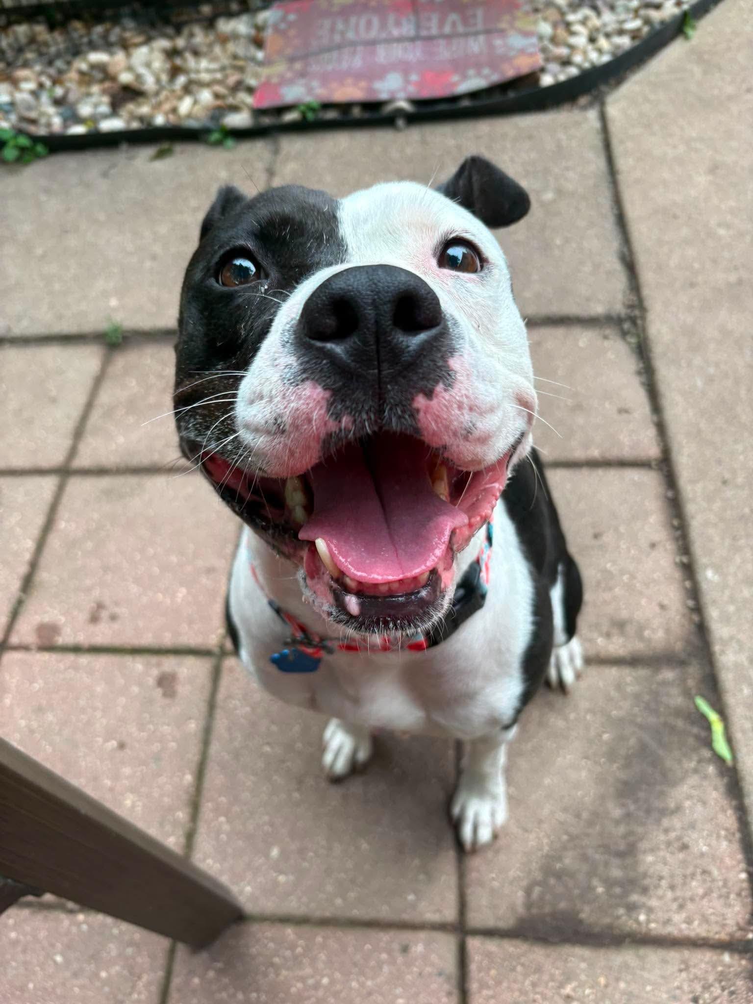 Enlarge Quinn, a Adoptable Pit Bull Terrier in Little Chute, WI image 6/6