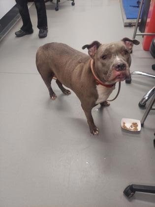 Persey — thumbnail 2