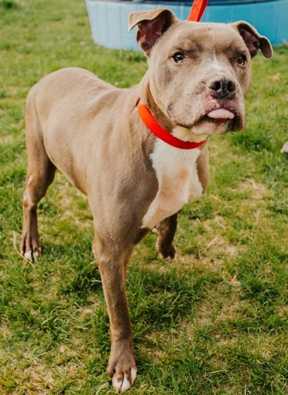 Persey — thumbnail 3