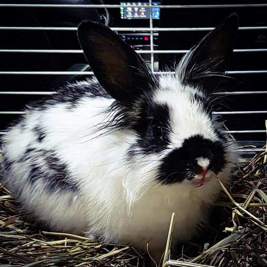 Biscuit, adopted, Baby Male Lionhead.