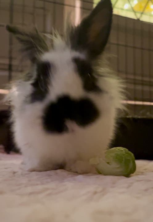 Enlarge Biscuit, an adopted Lionhead in Columbia, TN video 1/2