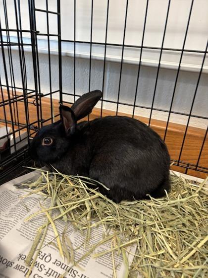 Plateau, Adoptable, Young Male Bunny Rabbit & Bunny Rabbit.