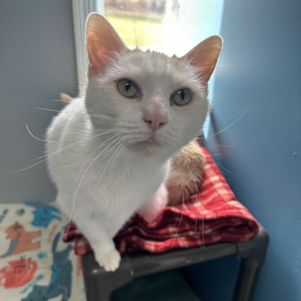 Oscar, a Adoptable Domestic Short Hair in Milford, IA image 1/4