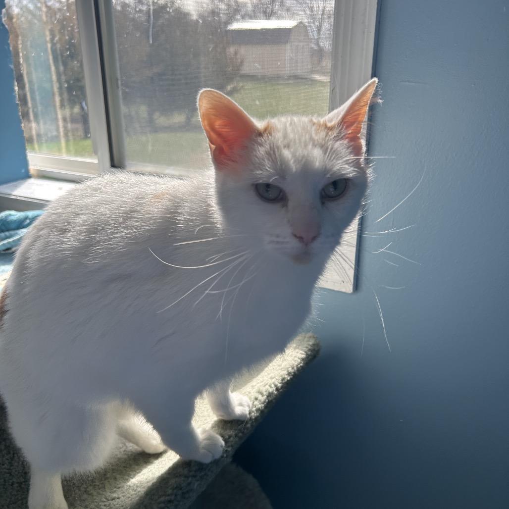 Oscar, a Adoptable Domestic Short Hair in Milford, IA image 2/4