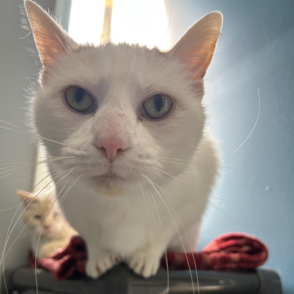 Oscar, a Adoptable Domestic Short Hair in Milford, IA image 3/4