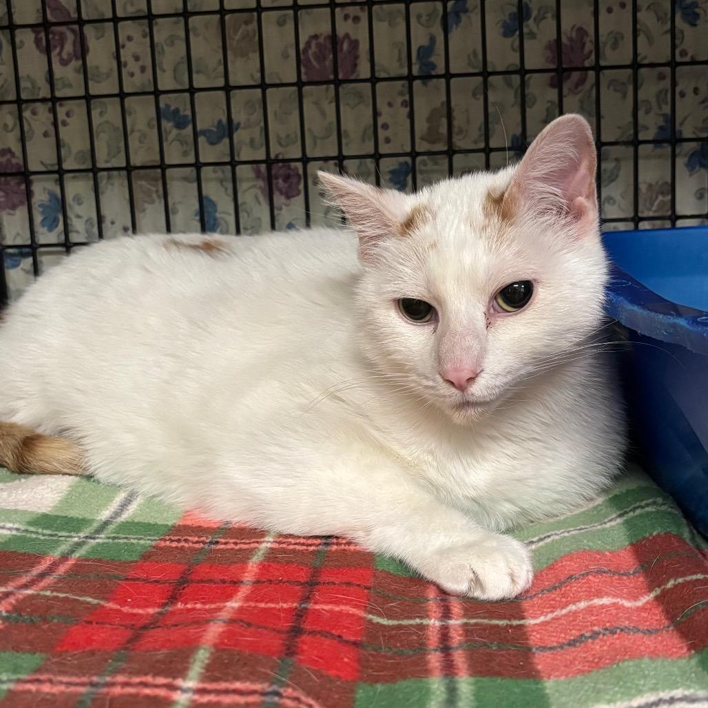 Oscar, a Adoptable Domestic Short Hair in Milford, IA image 4/4