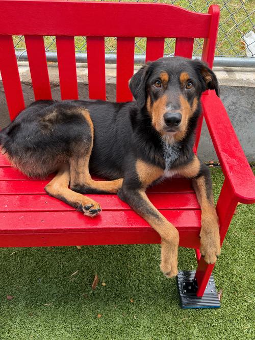 Rupert, Adoptable, Adult Male Rottweiler.