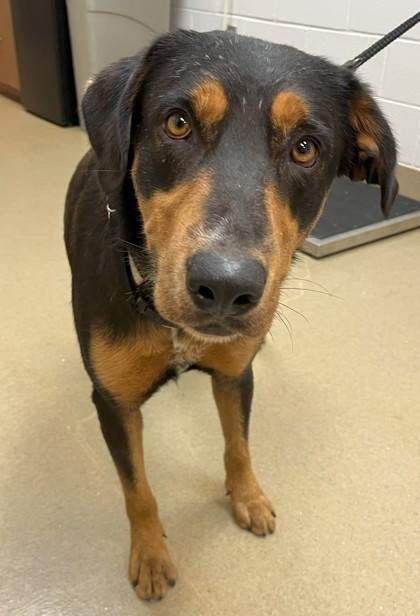 Enlarge Rupert, a Adoptable Rottweiler in Hillsboro, NH image 2/3