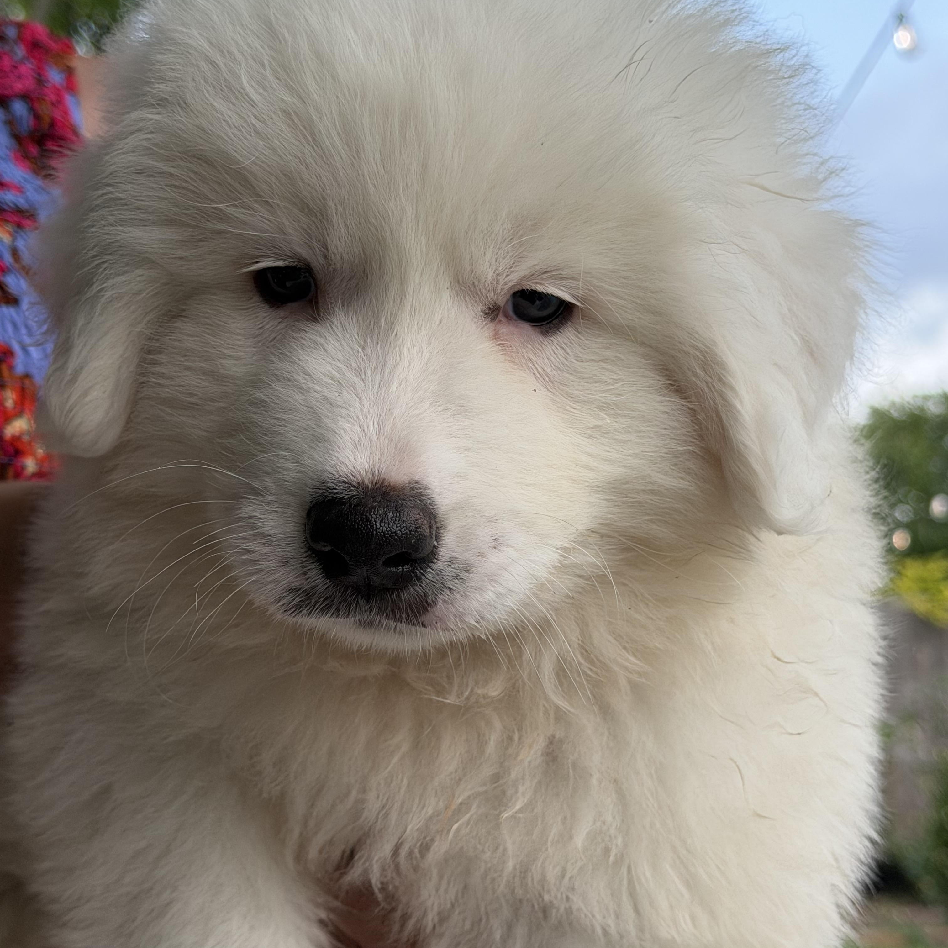 Guinness, Adoptable, Puppy Male Great Pyrenees.