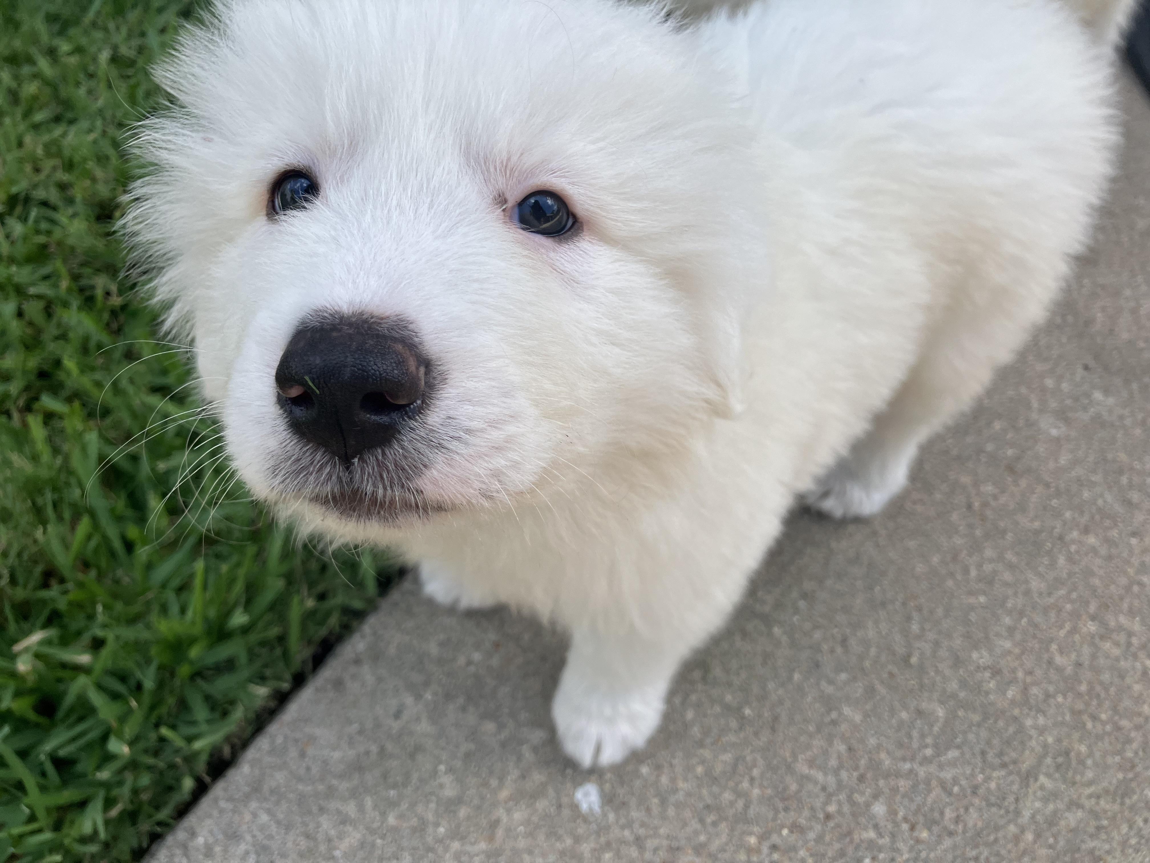 Guinness, a Adoptable mixed breed in Buffalo, NY image 3/6