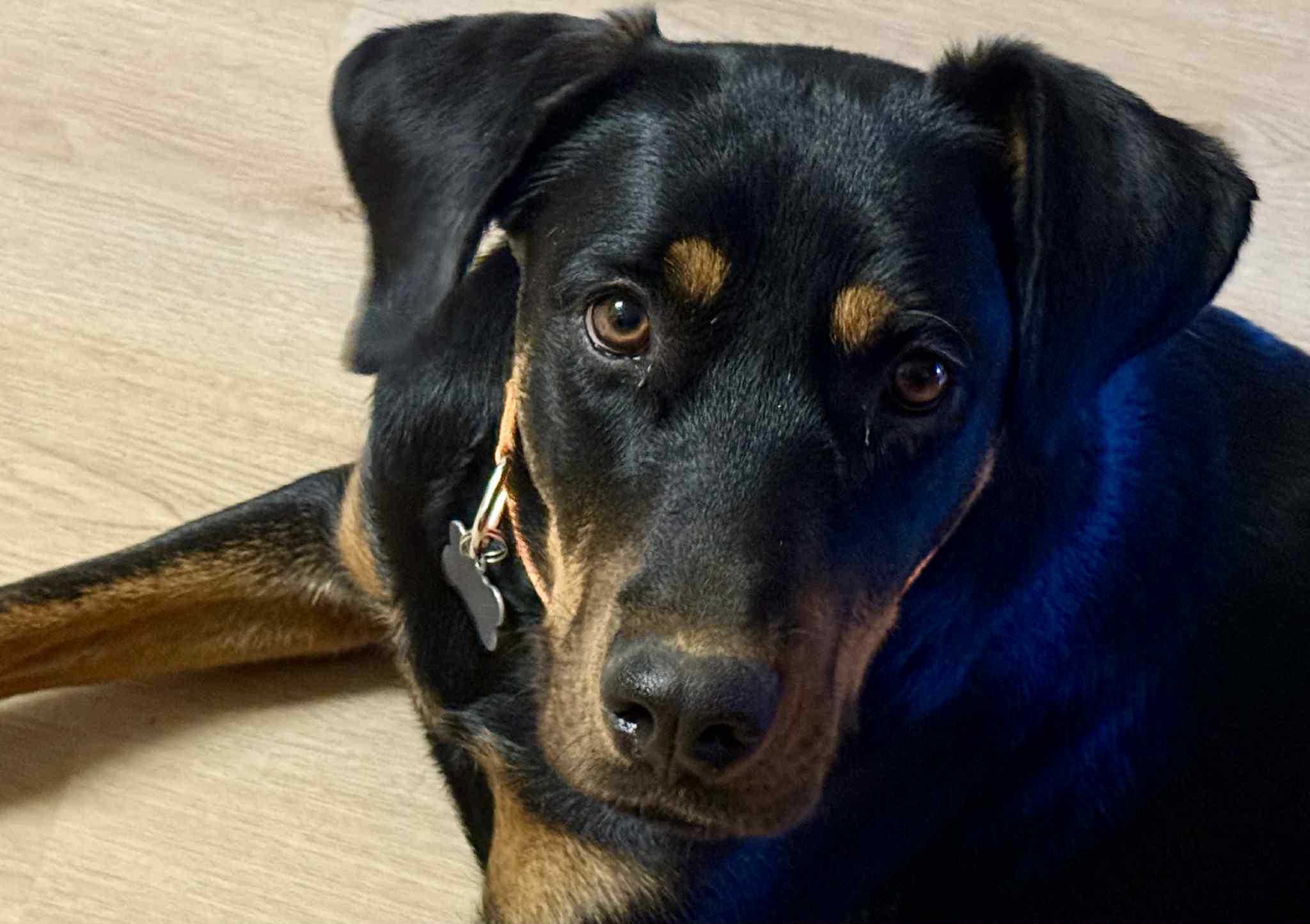 Esmeralda, adopted, Young Female Doberman Pinscher & Rottweiler.