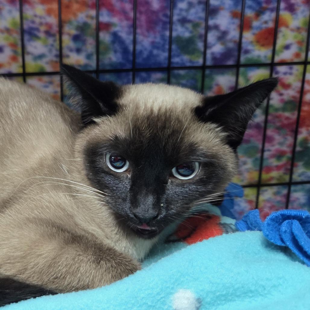 Enlarge Sox, a Adoptable Domestic Short Hair in Allyn, WA image 2/3