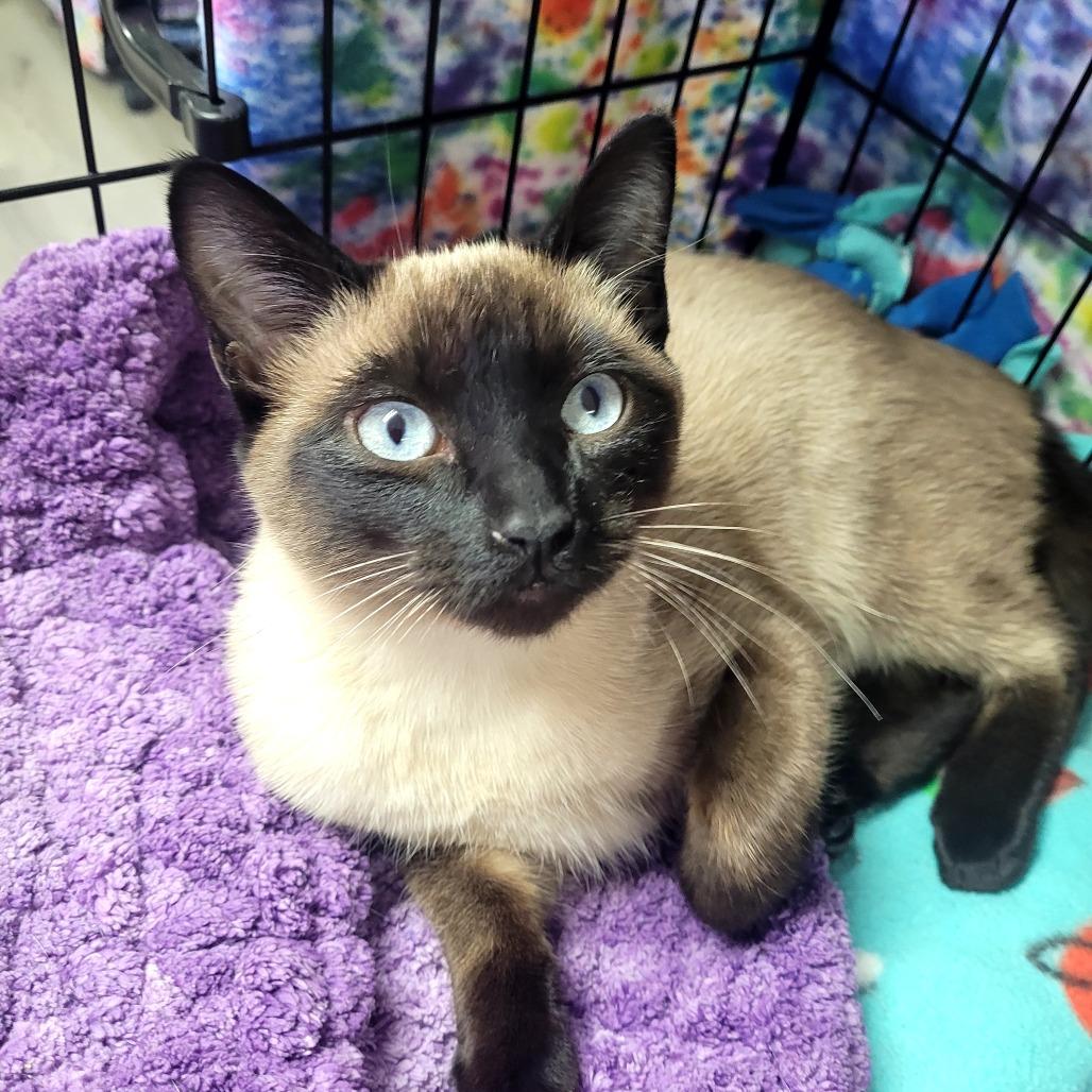 Enlarge Sox, a Adoptable Domestic Short Hair in Allyn, WA image 3/3