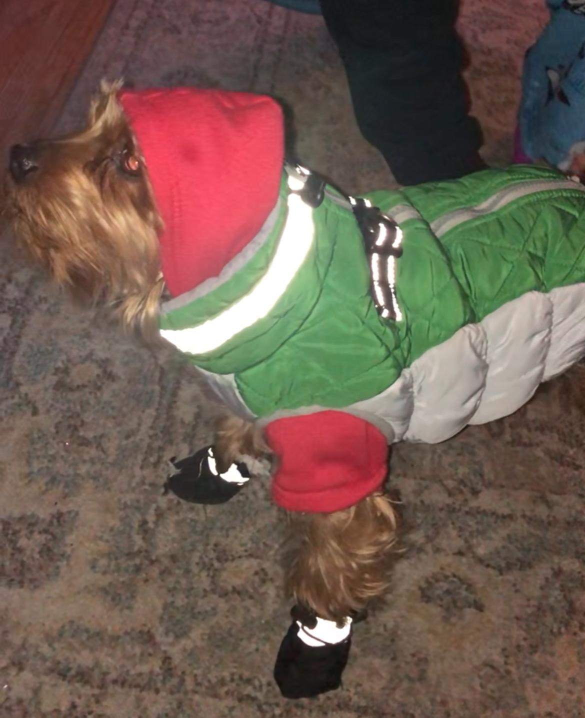 Enlarge Thomas, a Adopted Yorkshire Terrier in Colmar, PA image 1/6