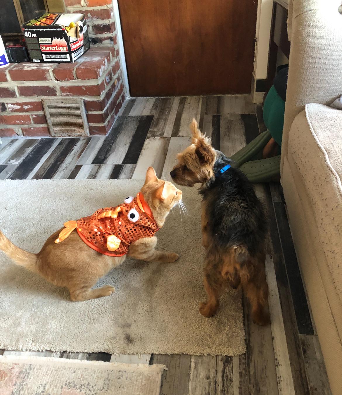 Enlarge Thomas, a Adopted Yorkshire Terrier in Colmar, PA image 2/6