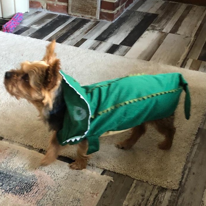 Enlarge Thomas, a Adopted Yorkshire Terrier in Colmar, PA image 3/6